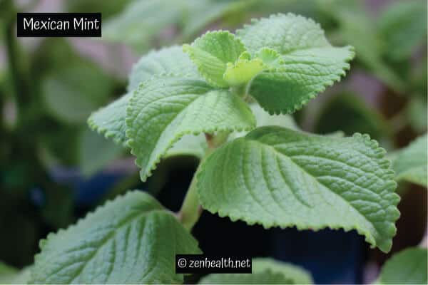 Mexican mint plant