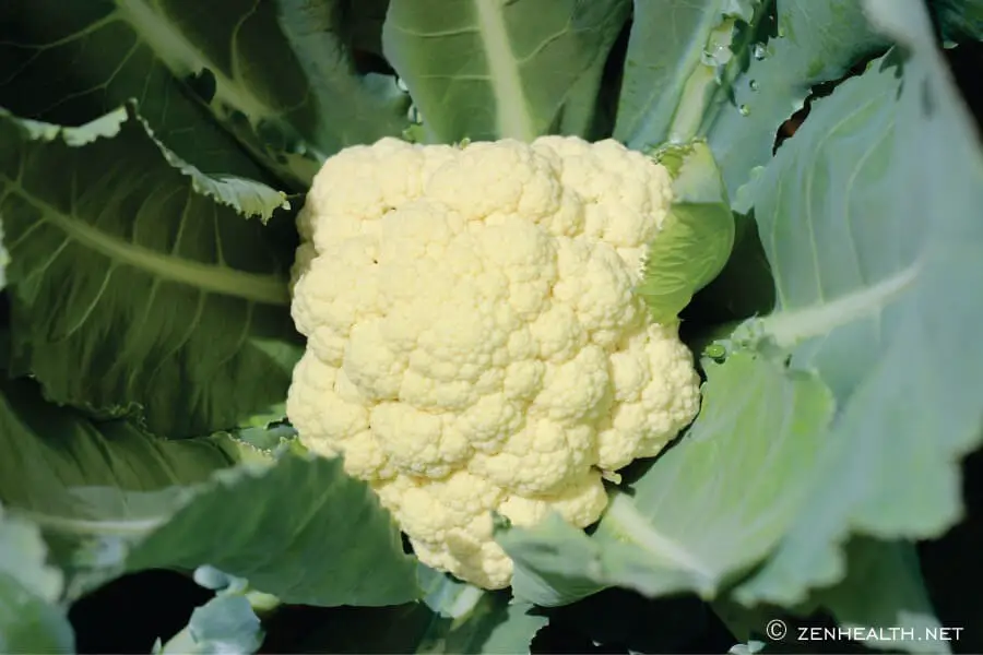 Cauliflower Plant: Start a kitchen garden for a zero waste lifestyle