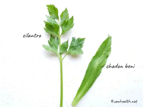 difference between cilantro and culantro