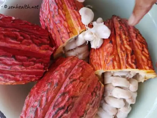 cocoa pods and seeds