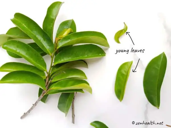 Soursop leaves - young and mature