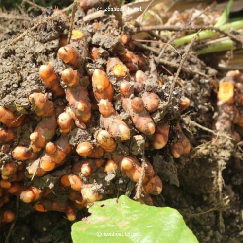 Whole Turmeric Root